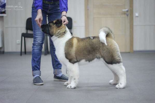 Акита в Ростове-на-Дону фото 79