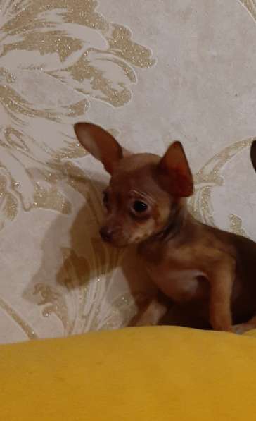 Той терьер в Москве фото 4