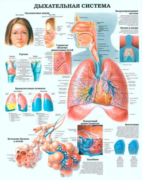 Анатомия. Учебные плакаты (комплект 40 плакатов)