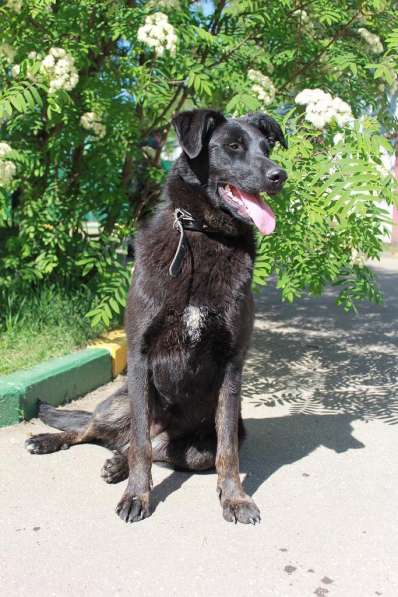 Особенная собачка мечтает о доме