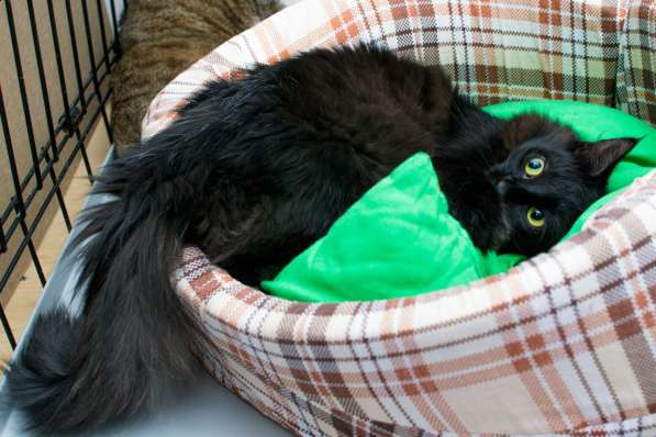 Элегантная Джейн Ли ищет себе друга в Москве фото 3