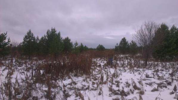 Баланс сосна, береза. в Екатеринбурге фото 5