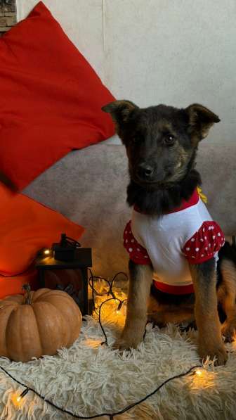 Очень красивые щенки в Санкт-Петербурге фото 7