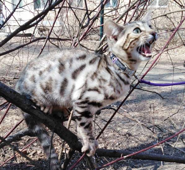 Элитная Бенгальские Снежный барс котятки в Санкт-Петербурге