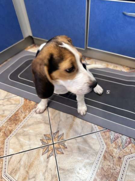 Бигель в Уфе фото 3