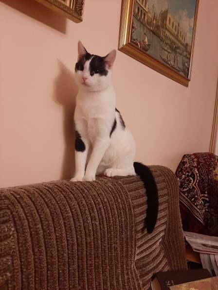 Котик Гоша ищет дом
