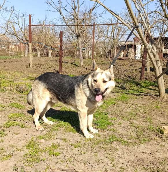 Мега-ласковый пёс Арчи в добрые руки в Москве фото 3