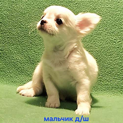 Очаровательный щенок чихуахуа в Москве фото 8