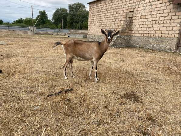 Козы в Баксане фото 3