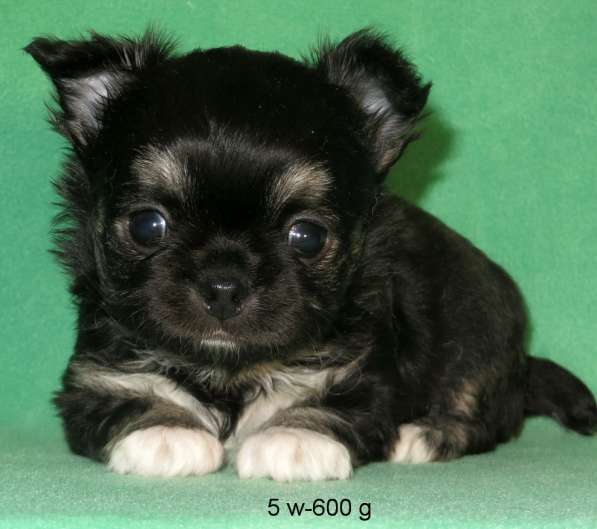 Чихуахуа мини мальчик ДШ