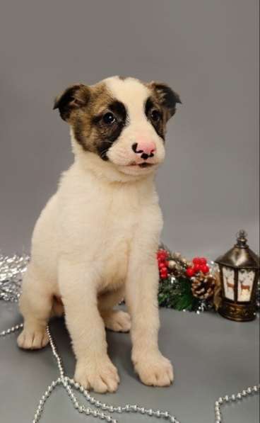 7 очаровательных щенят в дар в Москве фото 12