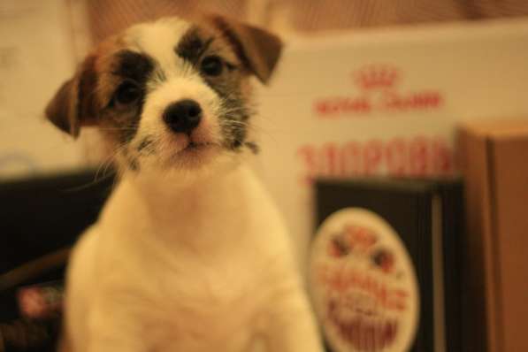 Щенок Джек Рассел терьер в Йошкар-Оле фото 8