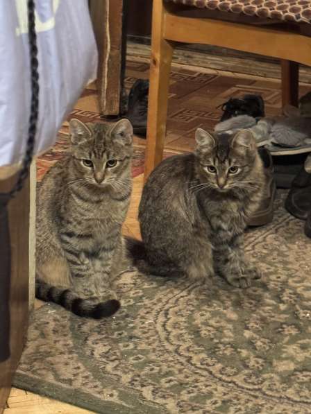 Котята - подростки ищут дом в Москве фото 4