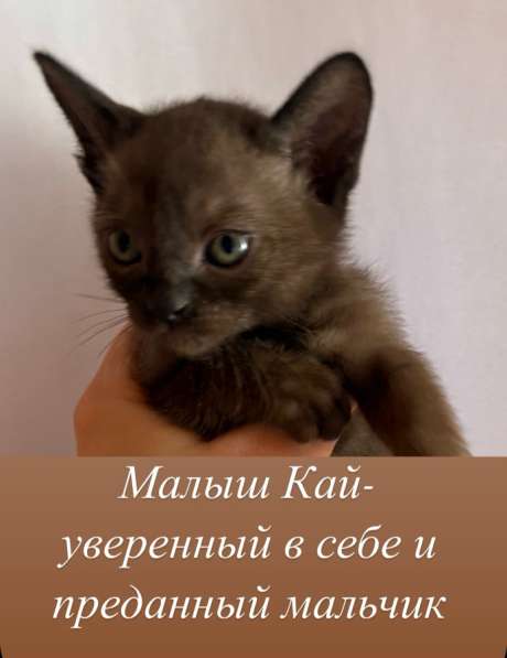 Котята Бурма в Красноярске фото 7