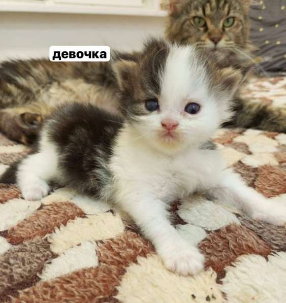 Котята Мейн-Кун в Старой Руссе фото 7