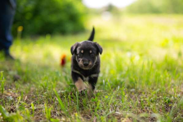Щенята — почти волчата ищут дом в Москве фото 5
