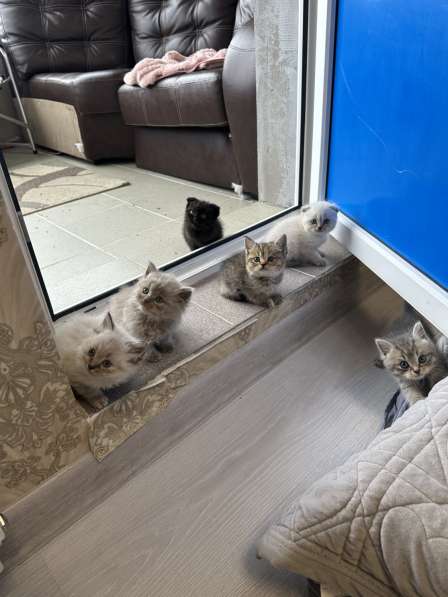Отдам котят в добрые руки можно выбрать