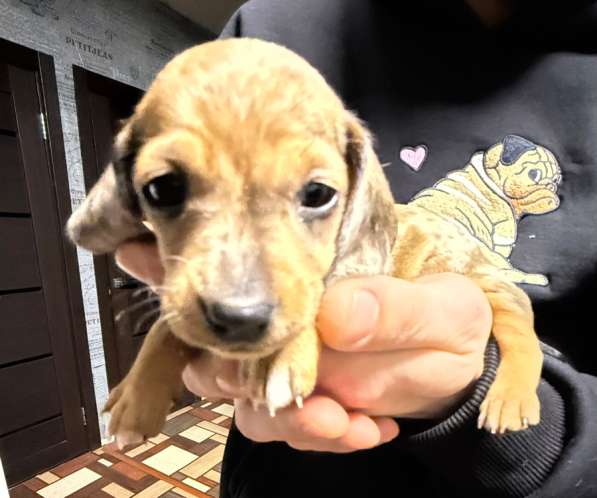 Щенки таксы в Липецке фото 4