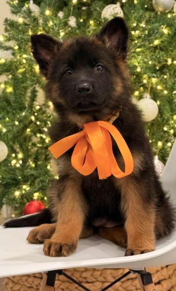 Щенки немецкой овчарки с документами, чистокровные