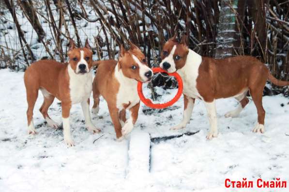 Щенки американского стаффордширтерьера