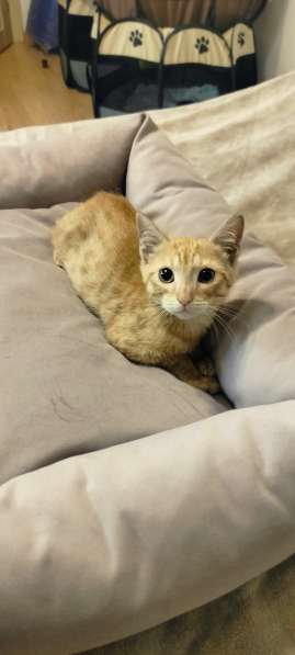 Отдам котенка в добрые руки в Санкт-Петербурге