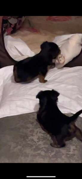 Собаки в Москве фото 4