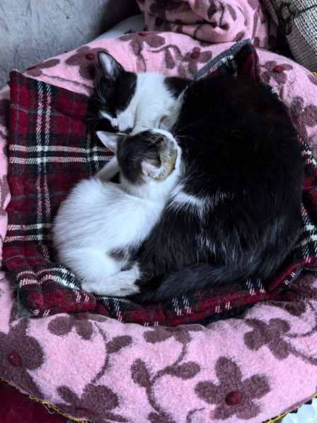 Мама-кошка с котенком-девочкой в добрые руки в Москве фото 5