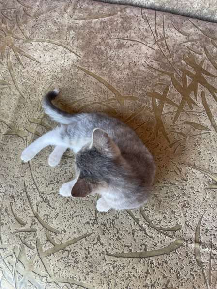Котёнок в Кумертау фото 3