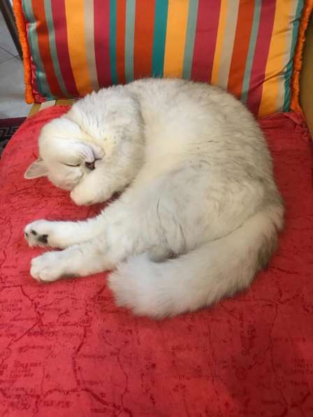 Шотландский кот на вязку в фото 3