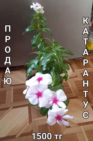 Катарантусы разных расцветок продаю в фото 37