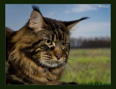 Чистокровные котята Мейн кун в Красноярске фото 8
