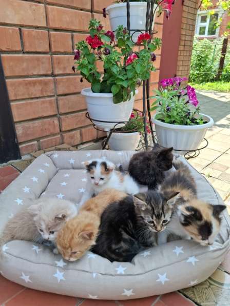 Котята даром в добрый руки