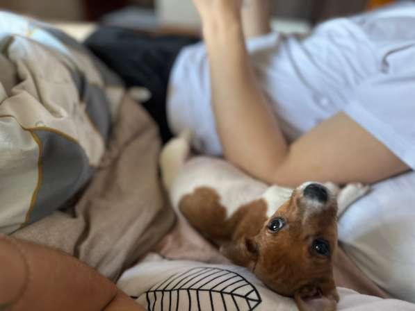 Джек Рассел в Новосибирске