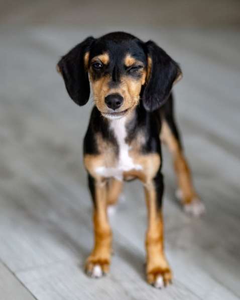 Очаровательная девочка Зиппи готова к переезду в новый дом в Санкт-Петербурге фото 3