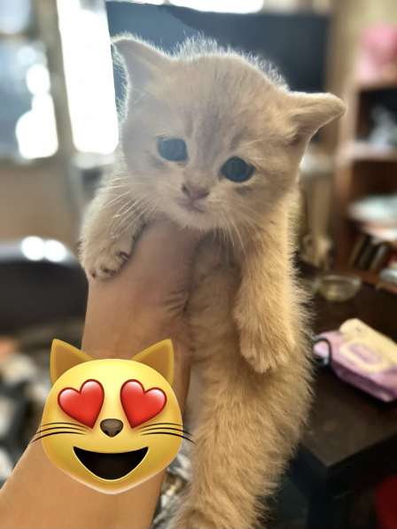 Золотая шиншилла скотиш страйт 20000р в фото 4