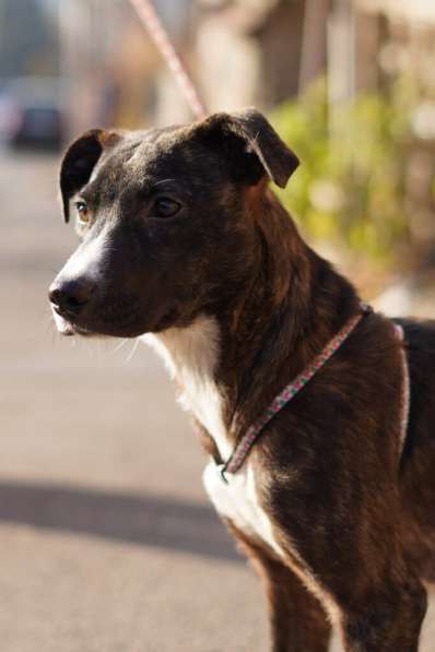 Миниатюрная собачка Хиппи в добрые руки в Москве фото 7