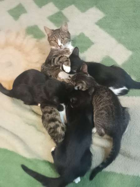 Отдаëм котëнка в добрые руки (мальчик 3 месяца) в Реутове фото 9