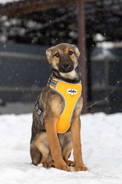 Ищем дом для маленькой Греты в Москве фото 7