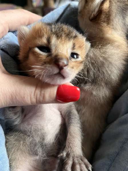 Чаузи котята в Москве фото 8