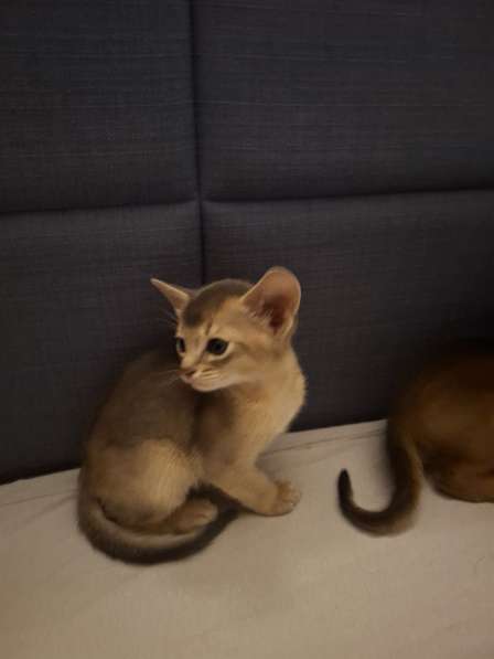 Абиссинские котята в Сочи фото 7