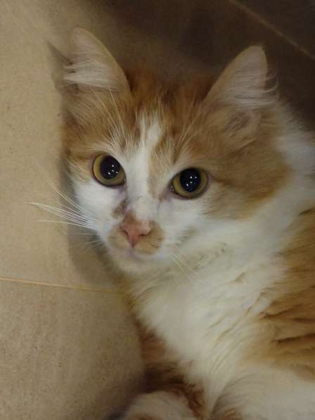 Солнечная кошка Милочка в Москве фото 22