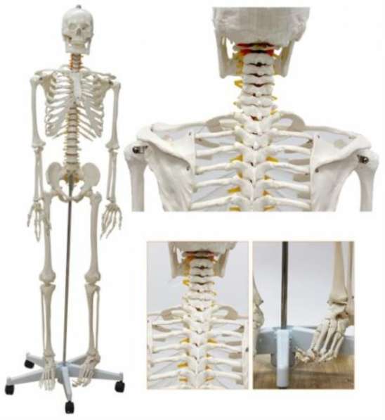 Анатомическая Модель скелета человека 170 см