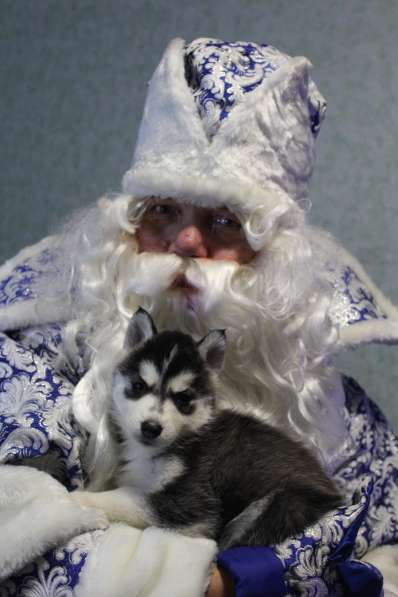 Щенки Сибирский хаски в Санкт-Петербурге фото 13