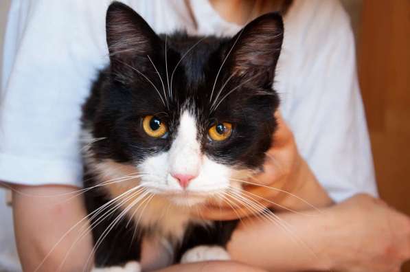 Роскошный нежный молодой котик в Санкт-Петербурге фото 6