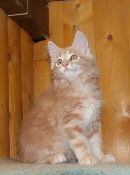 Рыжие Мейн куны в фото 16