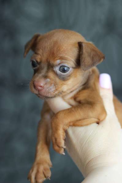 Щенки Русского той -терьера в Новосибирске фото 9