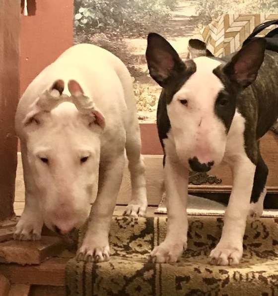 Бультерьер в фото 8