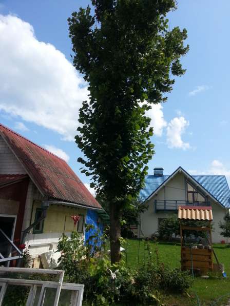 Взрослое дерево липа 8 м в 