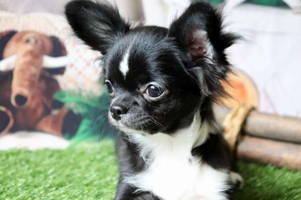 Чихуахуа щенки в Москве фото 4