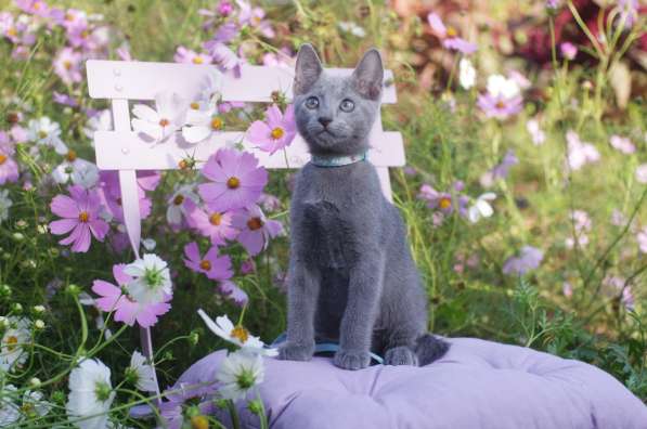 Loki Sheer Love русский голубой котик от Чемпиона Мира WCF в Краснодаре фото 3